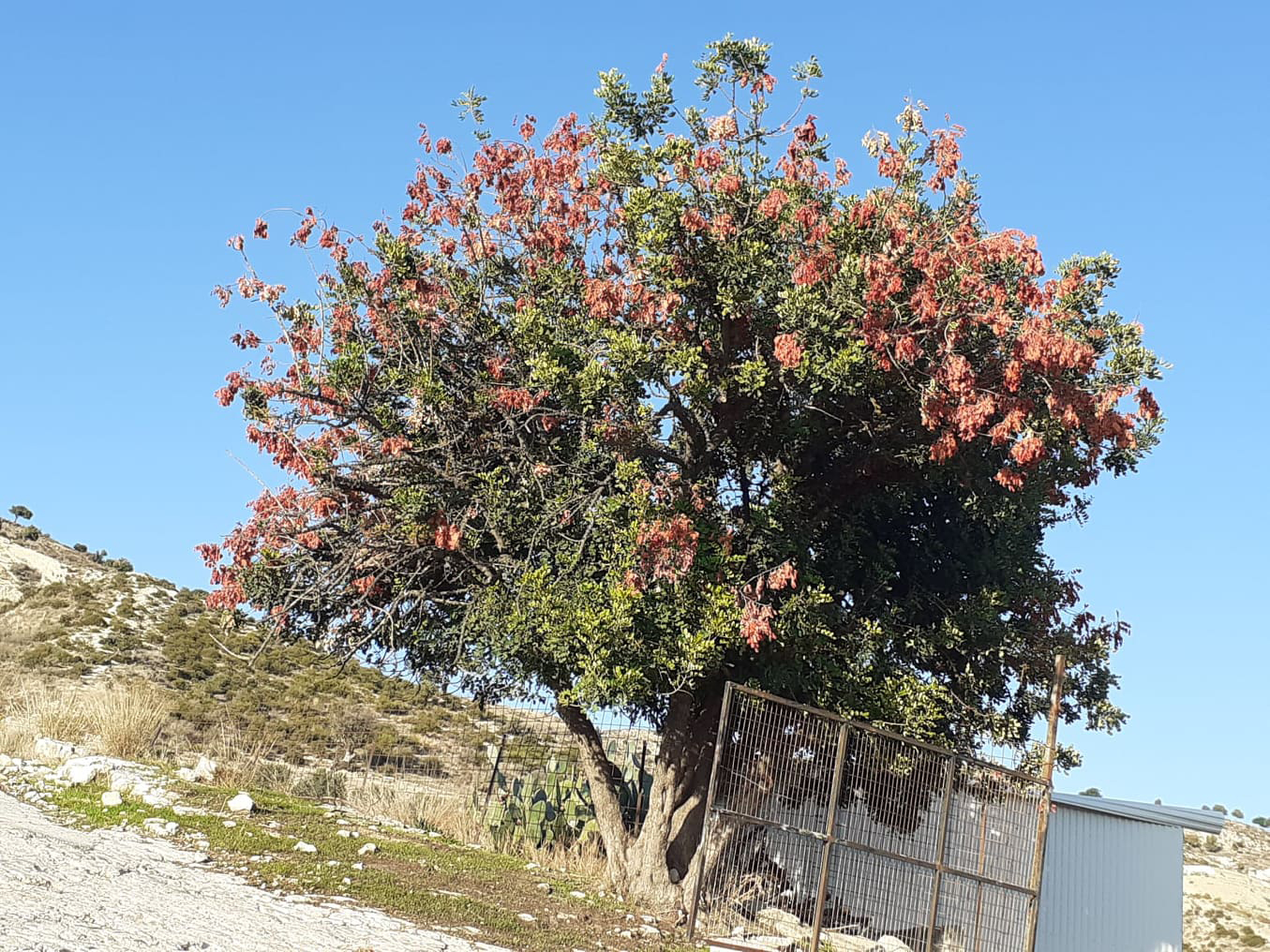 Το Υπουργείο Γεωργίας προειδοποιεί: Μην κόβετε χαρούπια πριν το Δεκαπενταύγουστο