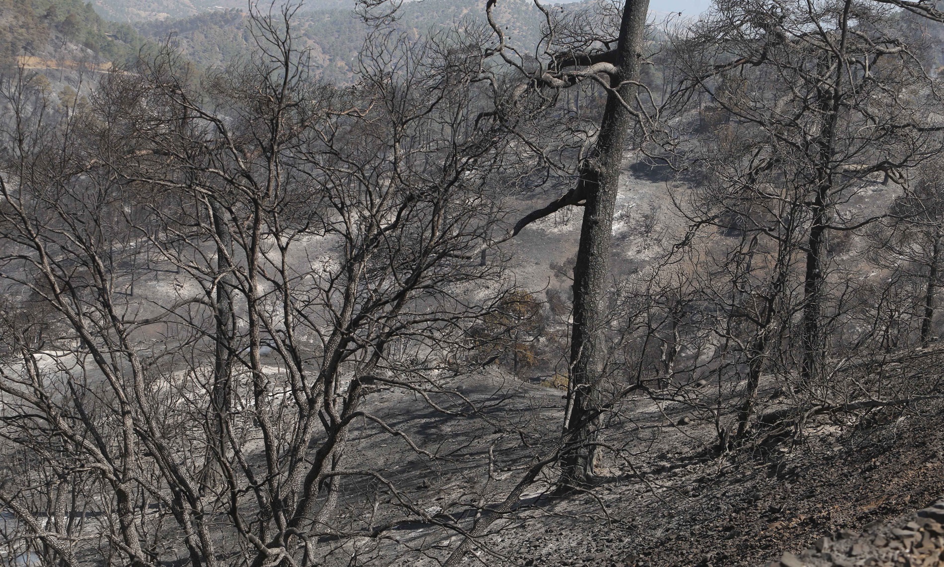 Πως αναγεννιούνται τα καμένα δάση και πόσα χρόνια χρειάζονται