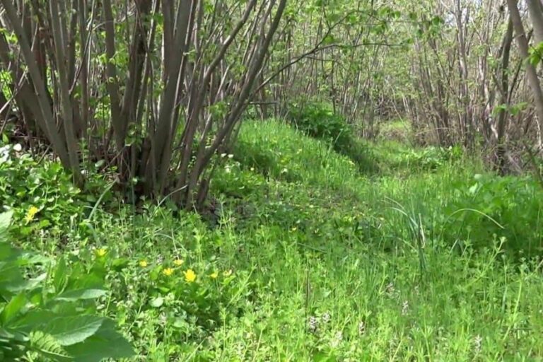 SOS για Φουντουκόδασος Άλωνας: Κατέθεσε εισηγήσεις στο Υπ. Γεωργίας η κοινότητα