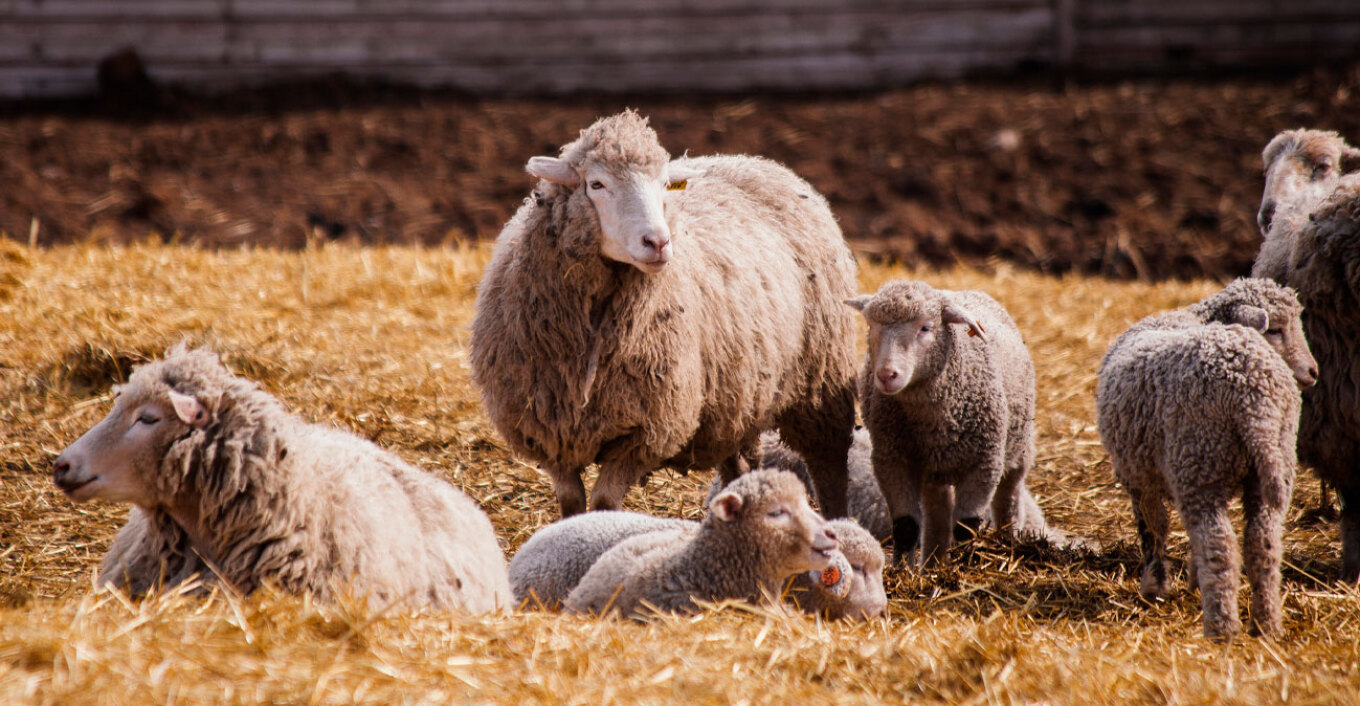Οι Κτηνιατρικές Υπηρεσίες απαντούν: Μεταδίδεται ο αφθώδης πυρετός στον άνθρωπο;