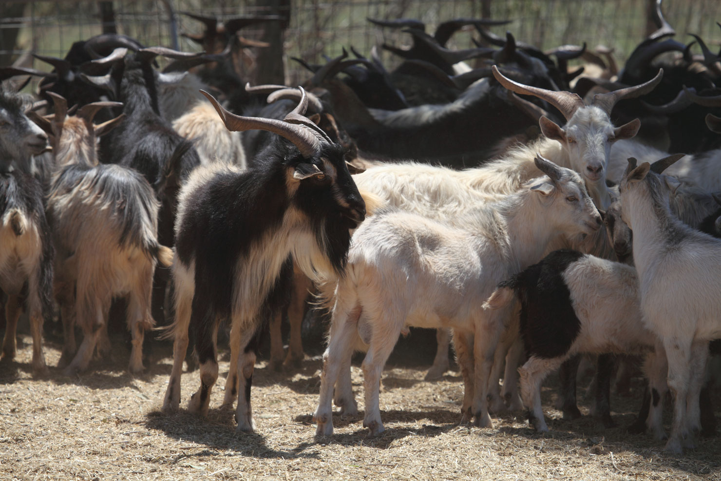 Οκτώ αμνοερίφια νεκρά μετά το ατύχημα στην Αμαργέτη