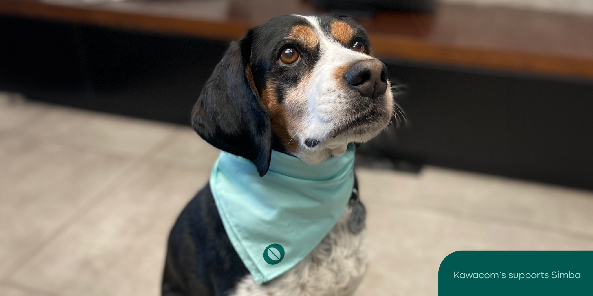 «Matchy Matchy Bandanas» για την στήριξη του καταφυγίου Simba Animal Aid