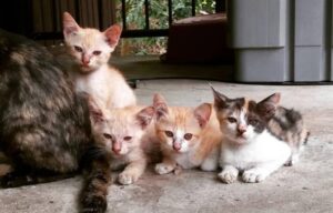 Φρίκη σε χωριό της επαρχίας Λεμεσού μετά από μαζική θανάτωση γάτων