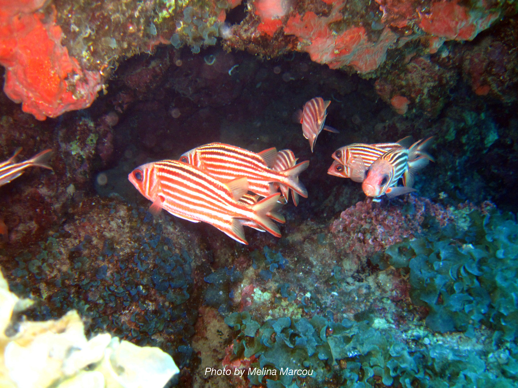 Οι πειρατές της Μεσογείου – Θαλάσσια Χωροκατακτητικά Ξένα Είδη