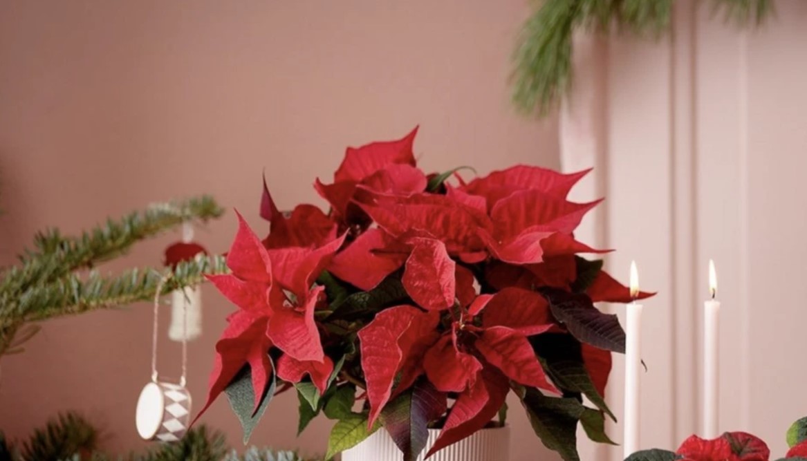Αλεξανδρινό: Το λουλούδι που θα δώσει χρώμα και εσάνς Χριστουγέννων στο σπίτι σας