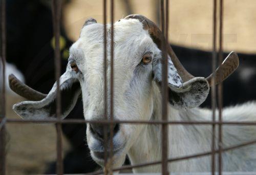&Alpha;&nu;&alpha;&sigma;&tau;έ&lambda;&lambda;&epsilon;&tau;&alpha;&iota; &eta; &lambda;&epsilon;&iota;&tau;&omicron;&upsilon;&rho;&gamma;ί&alpha; έ&nu;&tau;&epsilon;&kappa;&alpha; &kappa;&tau;&eta;&nu;&omicron;&tau;&rho;&omicron;&phi;&iota;&kappa;ώ&nu; &mu;&omicron;&nu;ά&delta;&omega;&nu; &sigma;&tau;&omicron; &Pi;έ&rho;&gamma;&alpha;&mu;&omicron;&sigmaf;