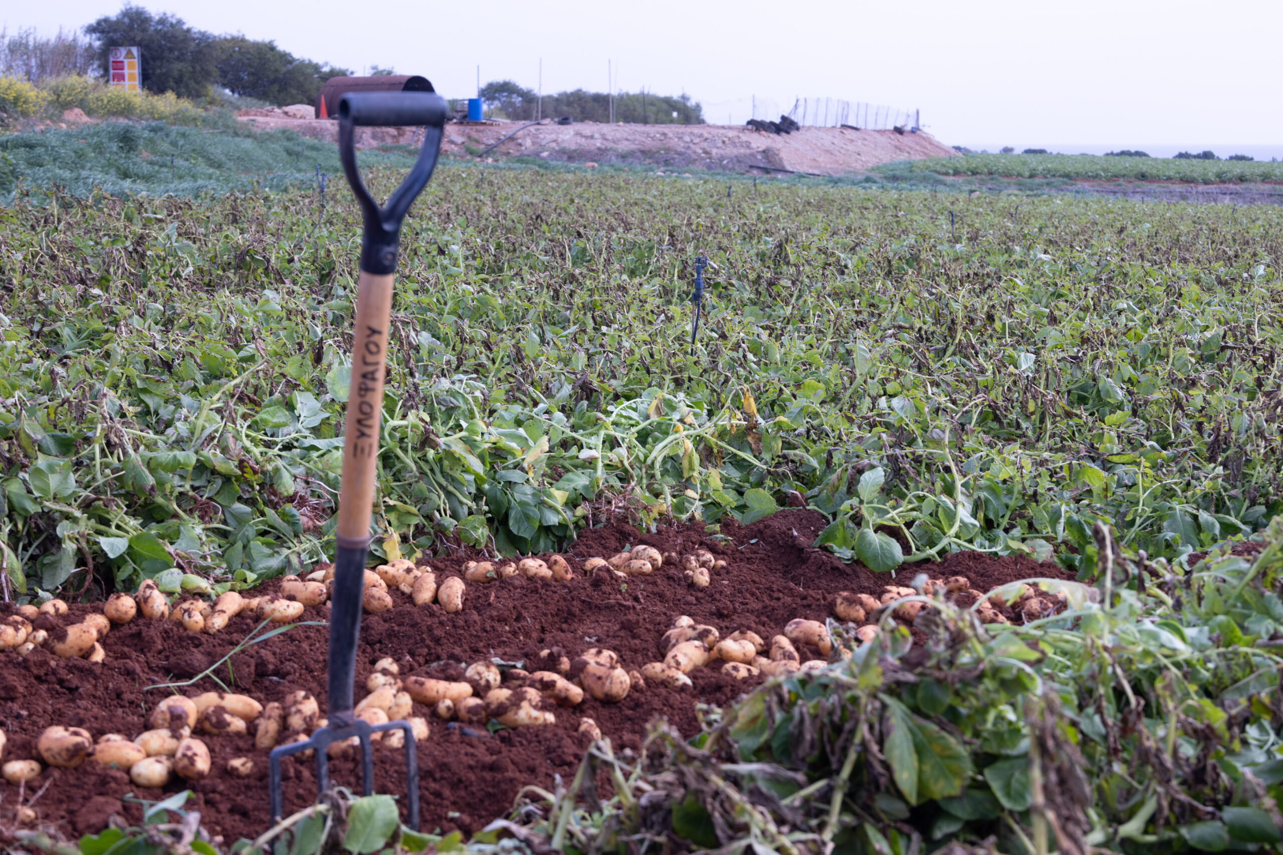 &Sigma;&eta;&mu;&alpha;&nu;&tau;&iota;&kappa;έ&sigmaf; &zeta;&eta;&mu;&iota;έ&sigmaf; &sigma;&epsilon; &pi;&alpha;&tau;&alpha;&tau;&omicron;&kappa;&alpha;&lambda;&lambda;&iota;έ&rho;&gamma;&epsilon;&iota;&epsilon;&sigmaf; &alpha;&pi;ό &tau;&eta;&nu; &kappa;&alpha;&kappa;&omicron;&kappa;&alpha;&iota;&rho;ί&alpha;