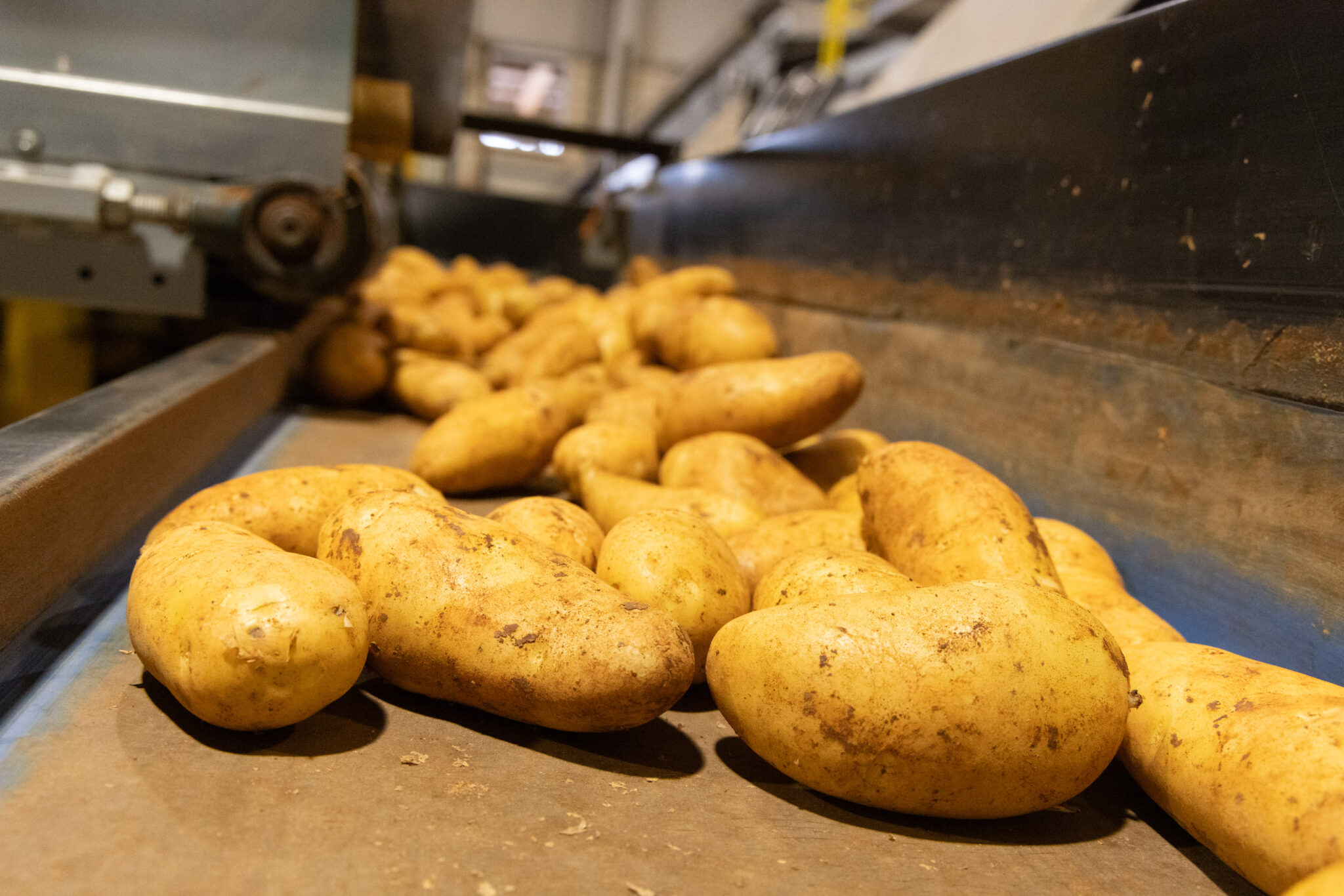 Επιδότηση για τις ζημιές που υπέστησαν το 2025, ζητούν οι πατατοπαραγωγοί