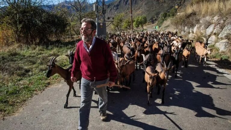 Κατσίκες σε ρόλο…πυροπροστασίας: Βοσκούν ελεύθερα και δημιουργούν αντιπυρικές ζώνες