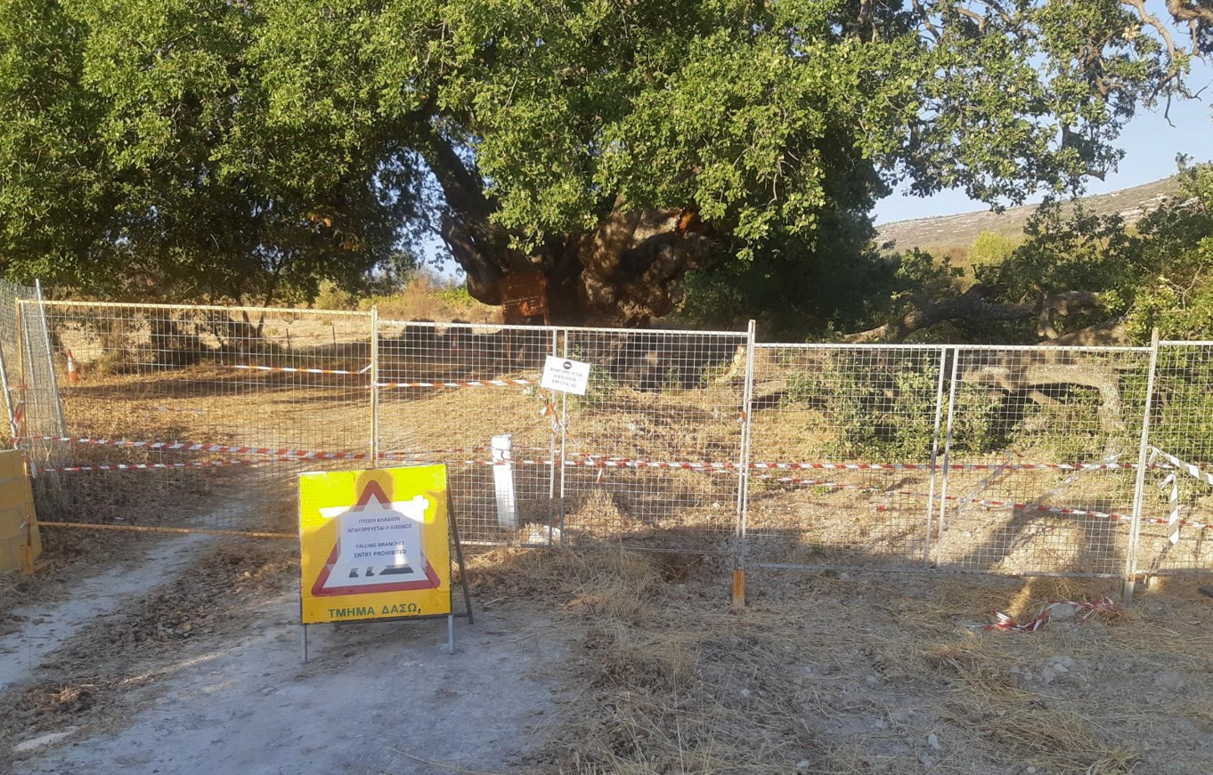 «Μην πλησιάζετε»: Επικίνδυνο αυτό το αιωνόβιο δέντρο, προειδοποιεί το Τμήμα Δασών