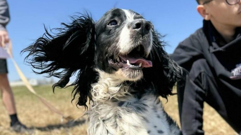 International Homeless Animal Day: Από «homeless», σε σπίτια γεμάτα αγάπη