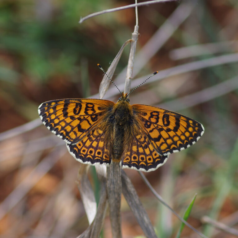 Τα Ιωάννινα έχουν τον ίδιο αριθμό ειδών πεταλούδας με ολόκληρο το Ηνωμένο Βασίλειο