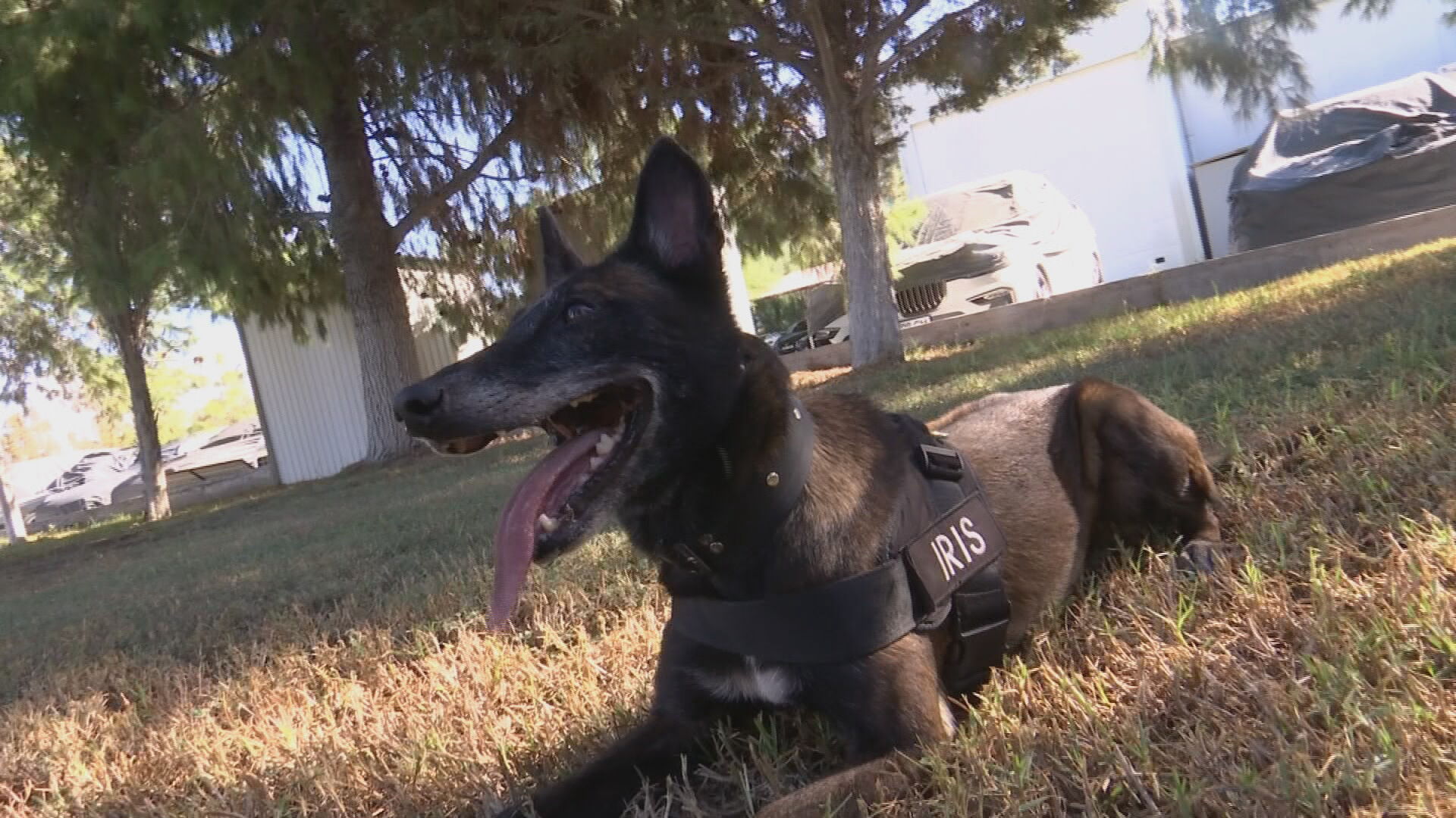 ΒΙΝΤΕΟ: Ποιο ρόλο θα έχει η Ίρις και οι Κ9 για έξι μήνες στην Κυπριακή Προεδρία του ΣτΕ