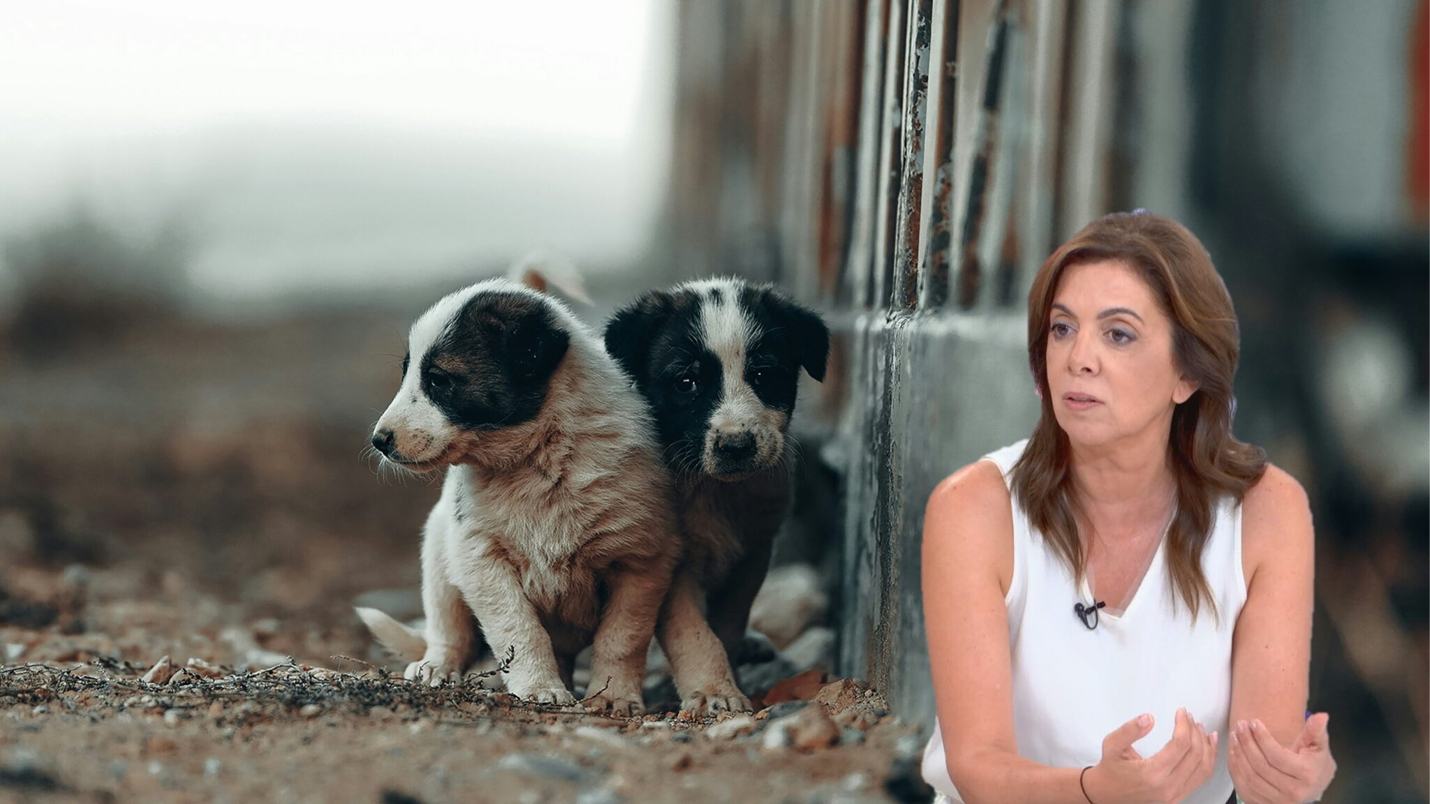 «Είναι έγκλημα»: 40,000 ζώα οδηγούνται στον θάνατο, καταγγελίες για πυροβολισμούς σκύλων