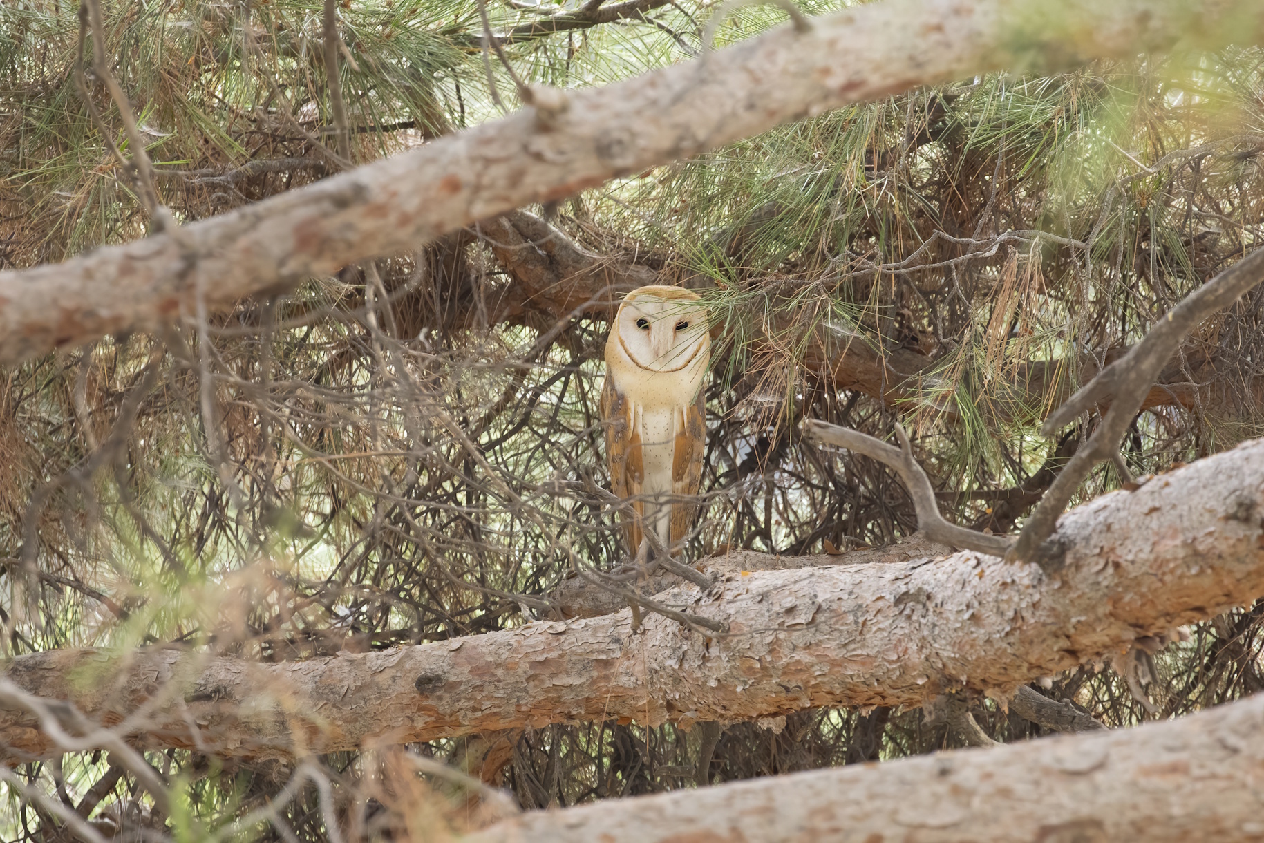 4 + 1 πράγματα που δεν ήξερες για το Ανθρωποπούλι