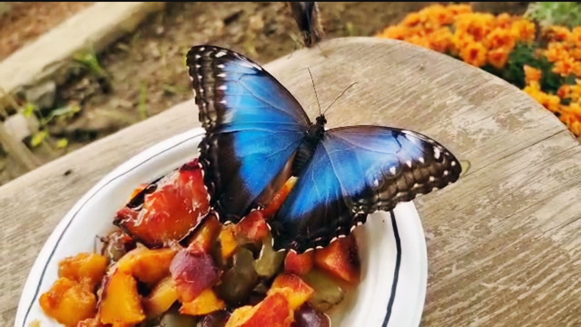 ΒΙΝΤΕΟ&ΦΩΤΟ: Ο πρώτος βοτανόκηπος στην Κύπρο με 45 διαφορετικά είδη πεταλούδας ΒΙΝΤΕΟ&ΦΩΤΟ: Ο πρώτος βοτανόκηπος στην Κύπρο με 45 διαφορετικά είδη πεταλούδας