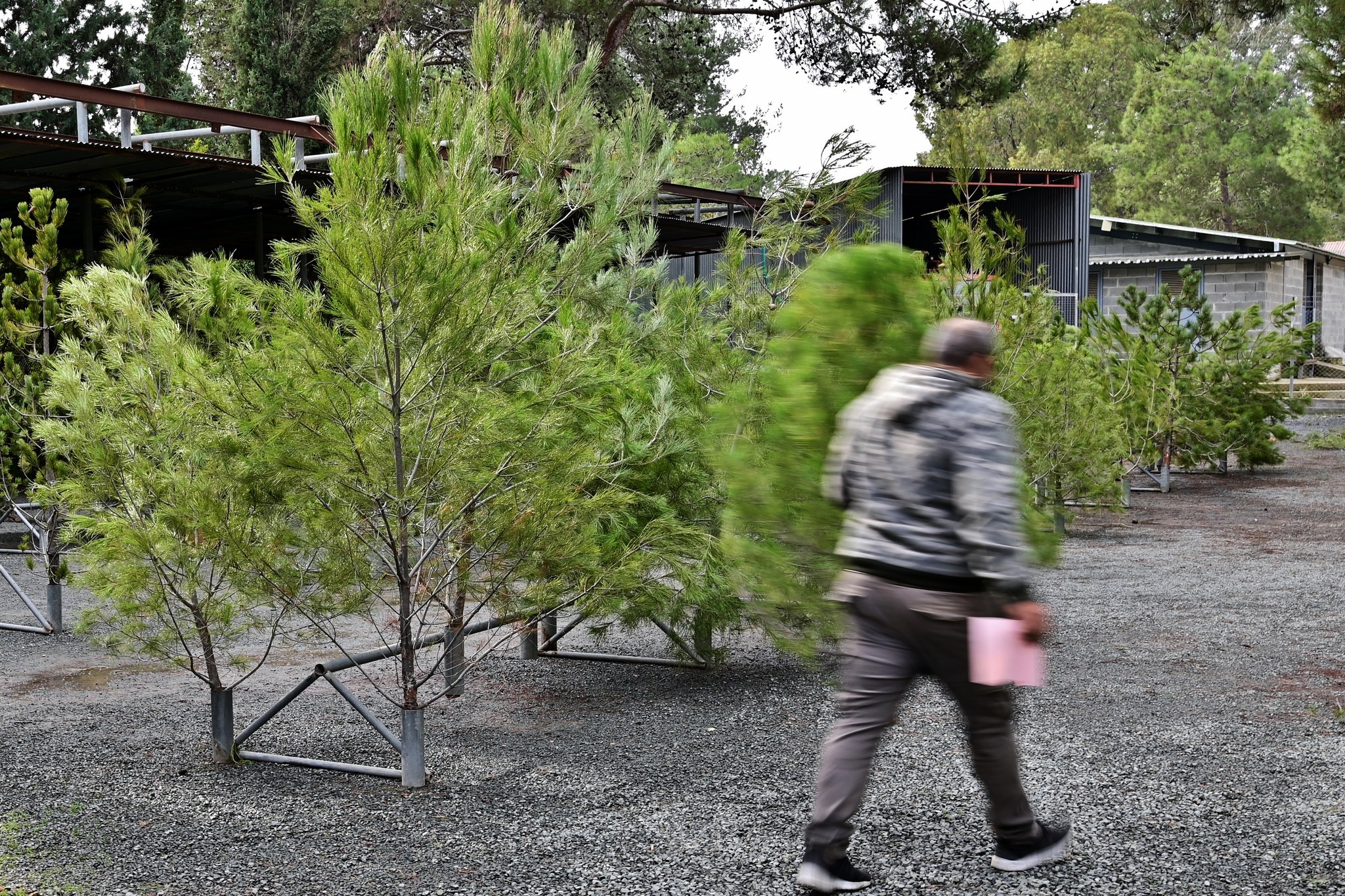 Θέλεις χριστουγεννιάτικο δέντρο; Μάθε τα σημεία πώλησης από το Τμήμα Δασών