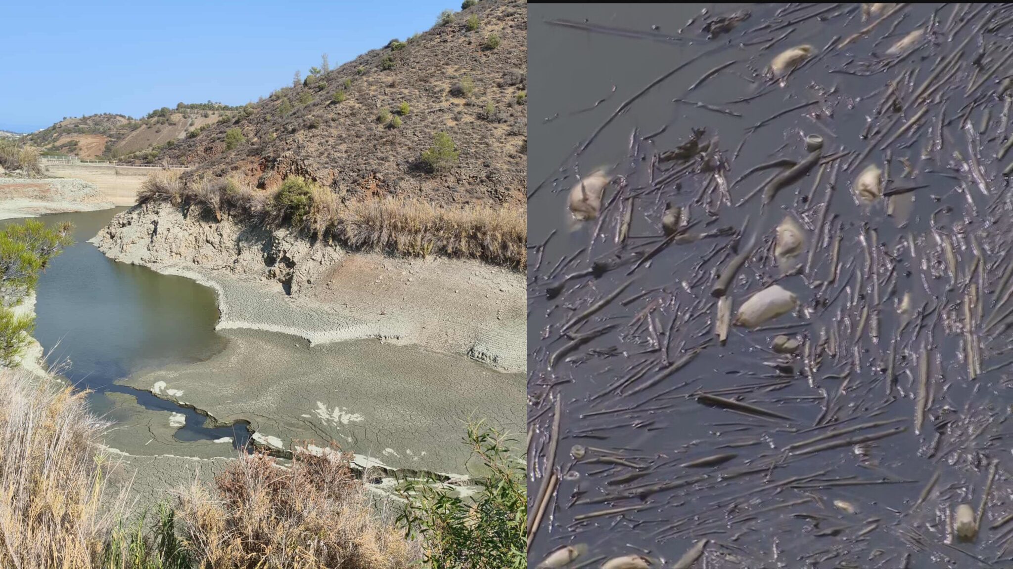 Ξηραίνονται τα φράγματα: Νεκρά ψάρια κι αποκαρδιωτικές εικόνες στο «διψασμένο» Φράγμα Λεύκας