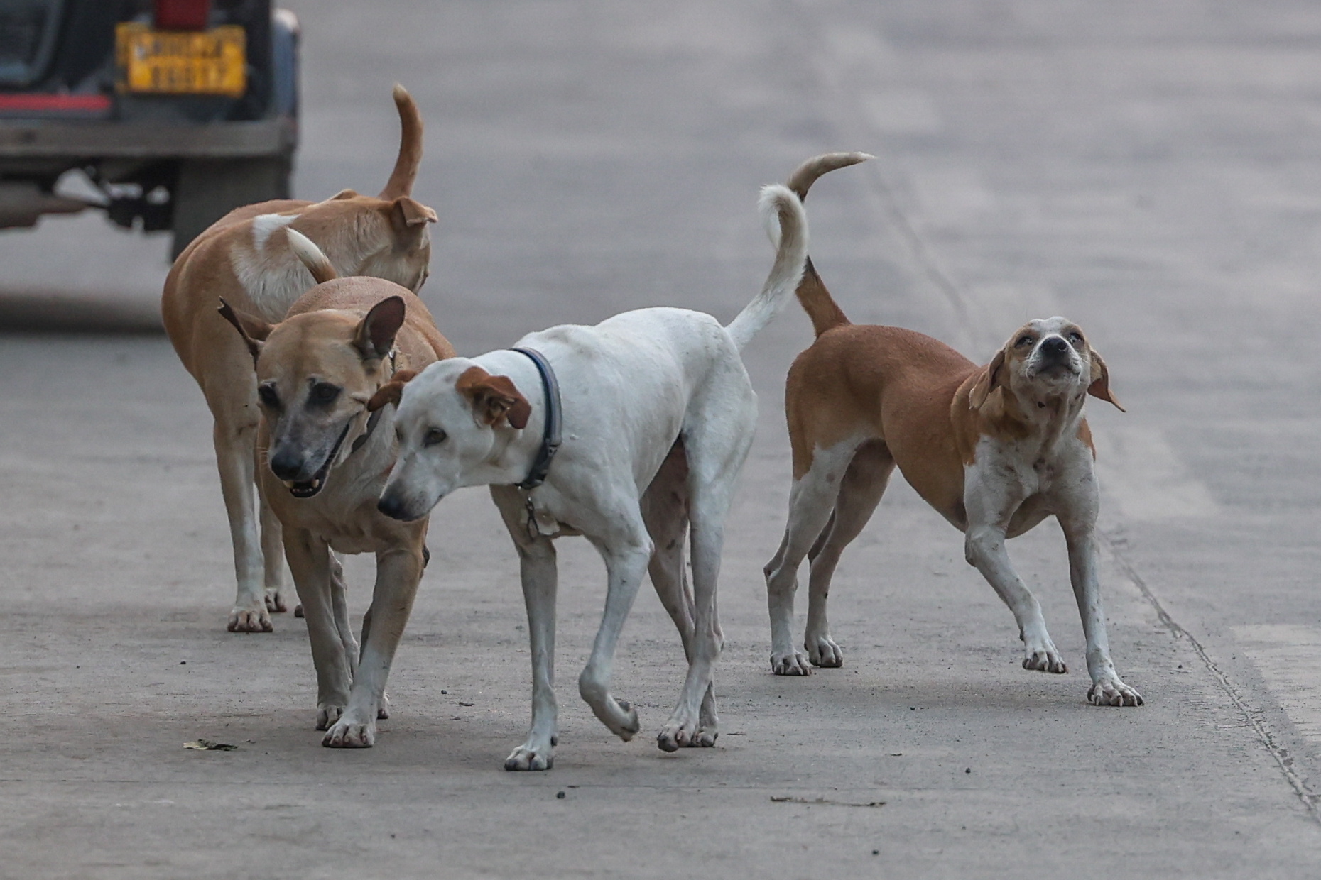 Stop στο παράνομο εμπόριο σκύλων και γάτων βάζει η κυπριακή Προεδρία της ΕΕ