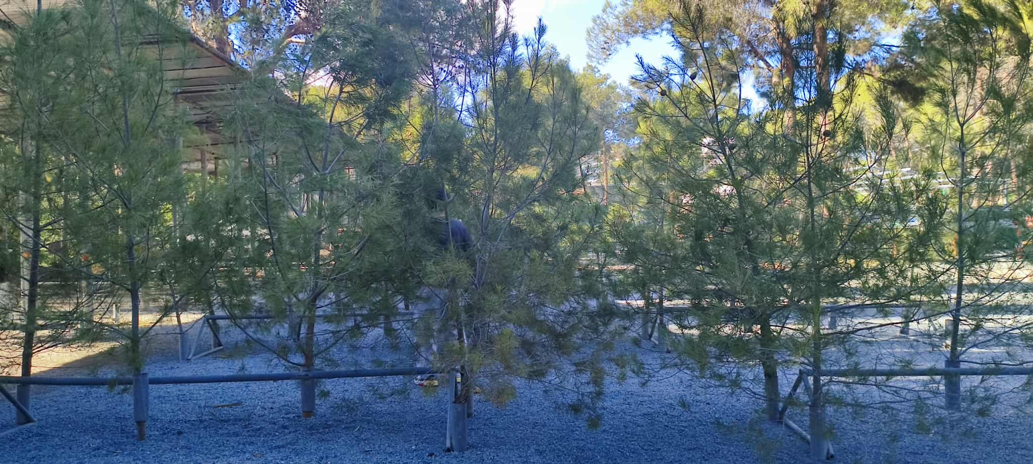 Χριστουγεννιάτικα δέντρα από… τη φύση: Οι τιμές και γιατί είναι περιορισμένο φέτος το απόθεμα