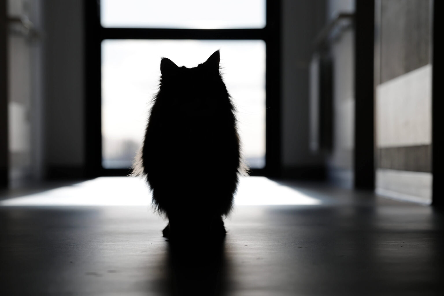 Μικροτσίπ και απαγορεύσεις: Τι αλλάζει για σκύλους και γάτες