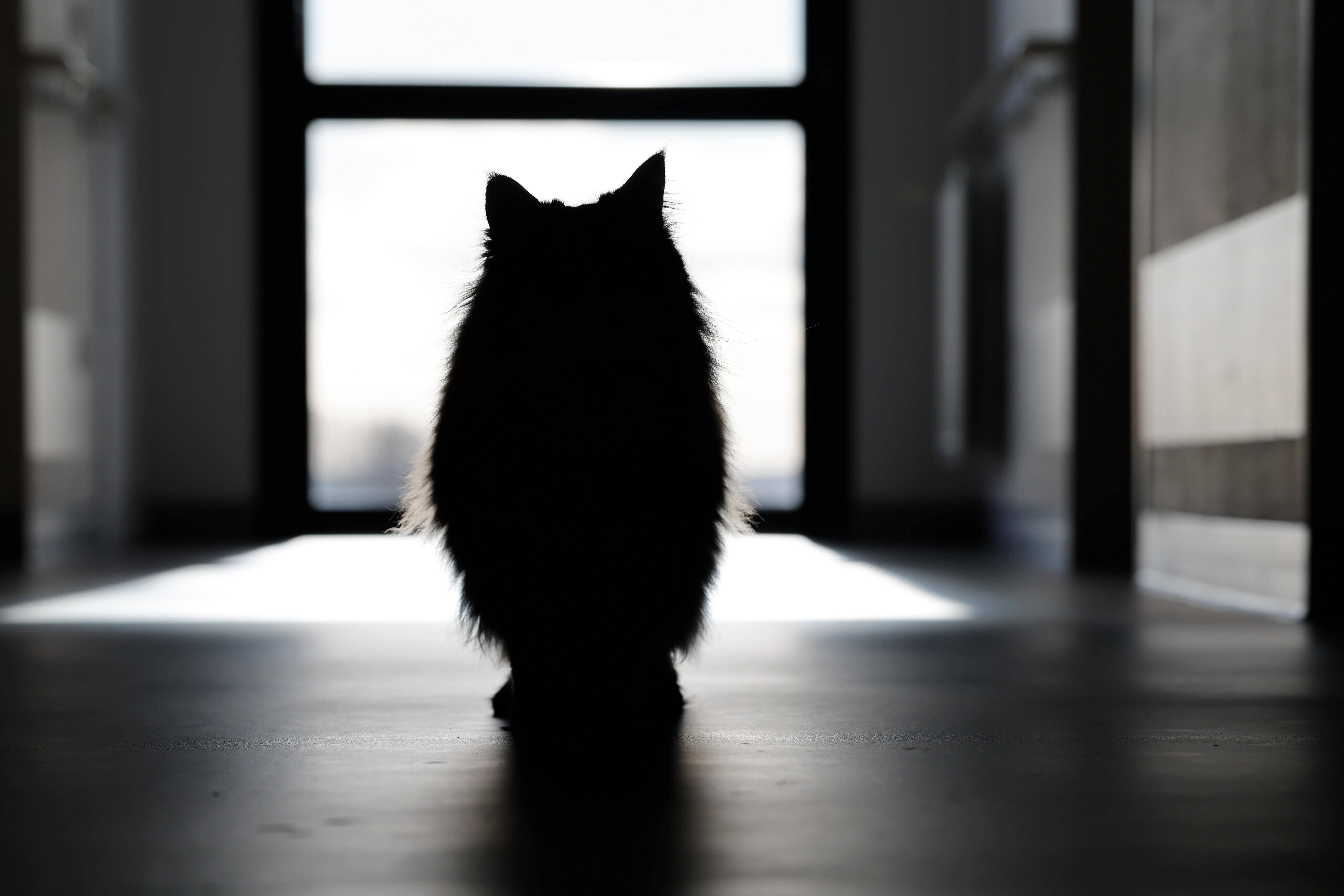 Μικροτσίπ και απαγορεύσεις: Τι αλλάζει για σκύλους και γάτες