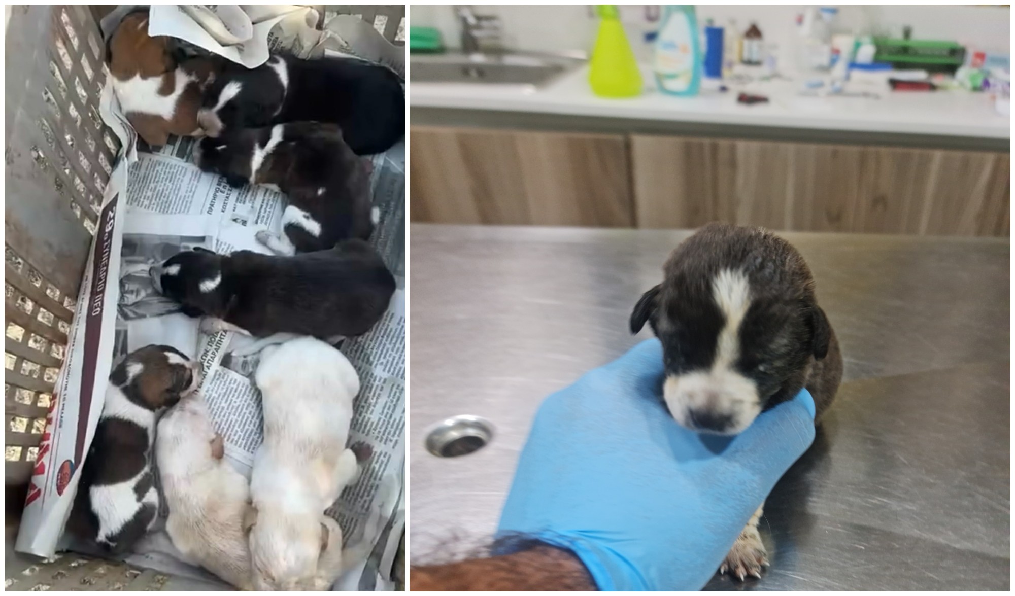 ΦΩΤΟ: Πέταξαν επτά κουτάβια στον φράκτη Ξυλιάτου, μόνο το ένα κατάφερε να επιβιώσει