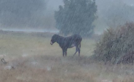 ΒΙΝΤΕΟ: Γαϊδουράκι το άφησαν δεμένο μέσα στην καταρρακτώδη βροχή στην Πάφο