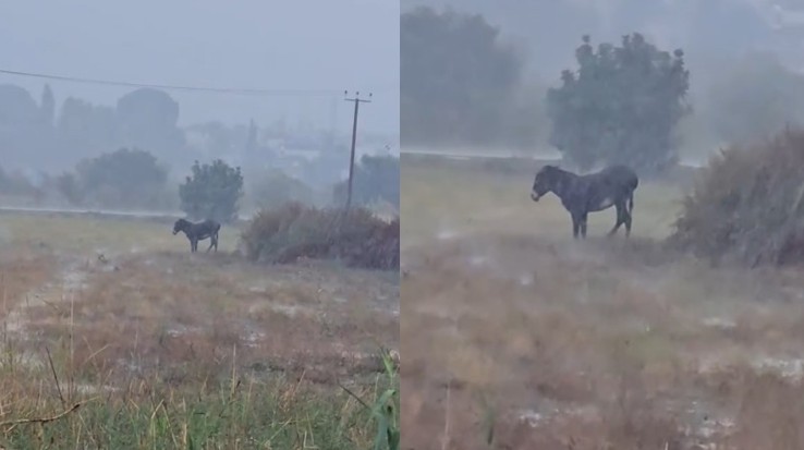 Καλά νέα για το γαϊδουράκι που άφησαν δεμένο μέσα στη βροχή σε χωράφι στην Πάφο (ΒΙΝΤΕΟ)
