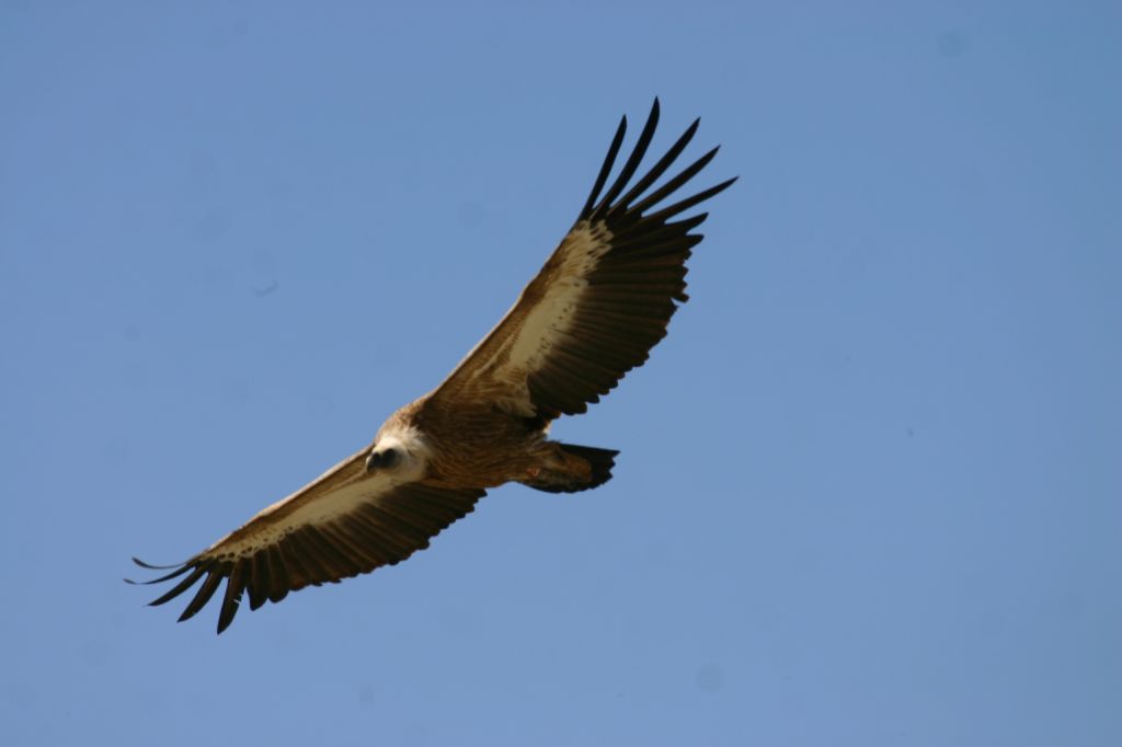 Ελεύθερος γύπας που έτυχε περίθαλψης από κέντρο διάσωσης στα κατεχόμενα