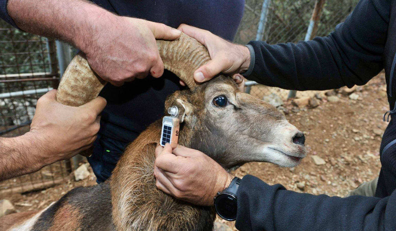 ΦΩΤΟ: 18 αγρινά απελευθερώθηκαν στο Τρόοδος