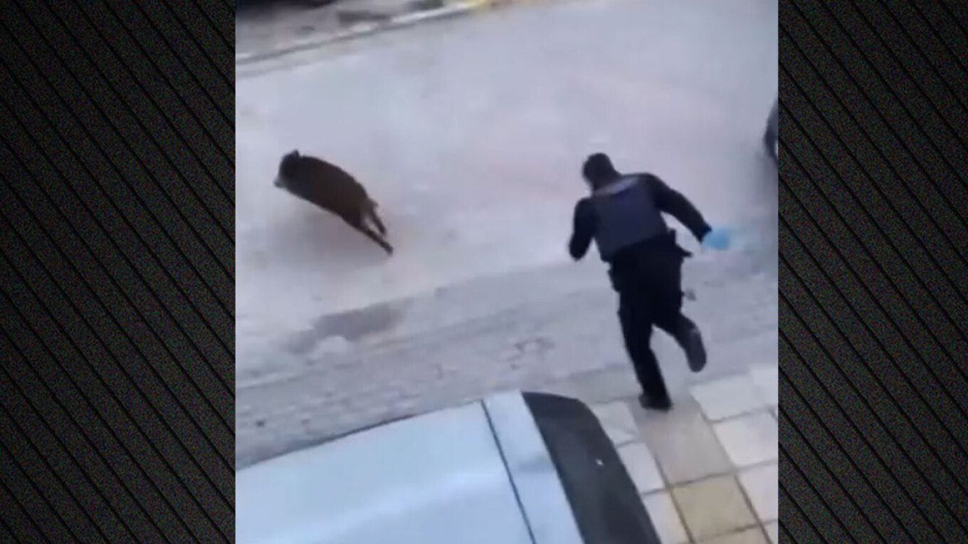 ΒΙΝΤΕΟ: Απίστευτες εικόνες με αστυνομικούς να κυνηγούν αγριογούρουνο στον Εύοσμο