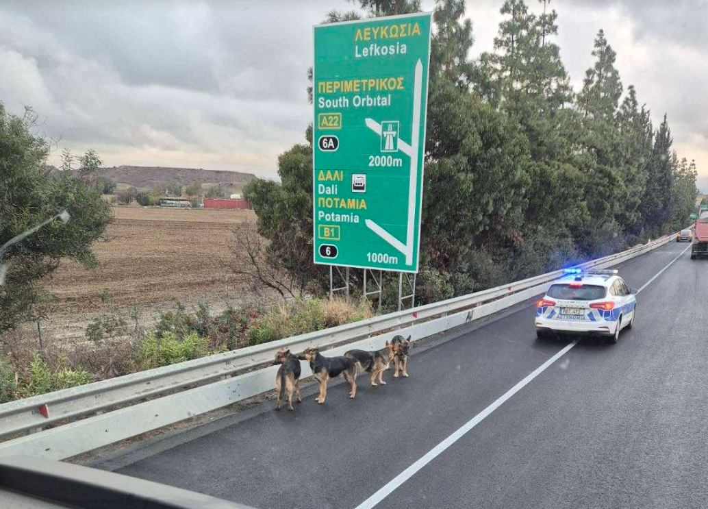 ΒΙΝΤΕΟ: Αγέλη σκύλων στον αυτοκινητόδρομο