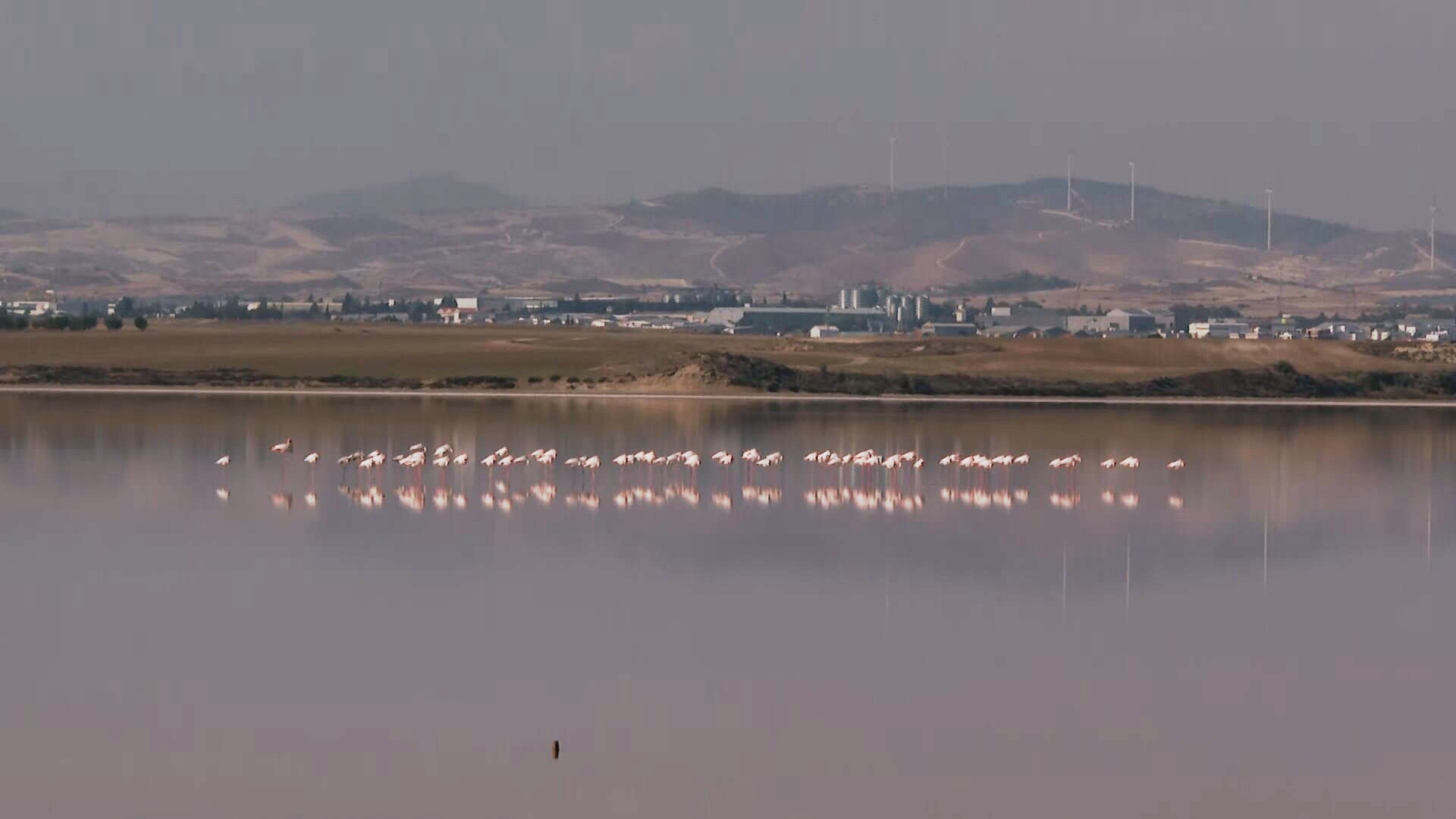 Αλυκή Λάρνακας: Λιγότεροι και φέτος οι φτερωτοί επισκέπτες, ποιος ο λόγος (ΦΩΤΟ)