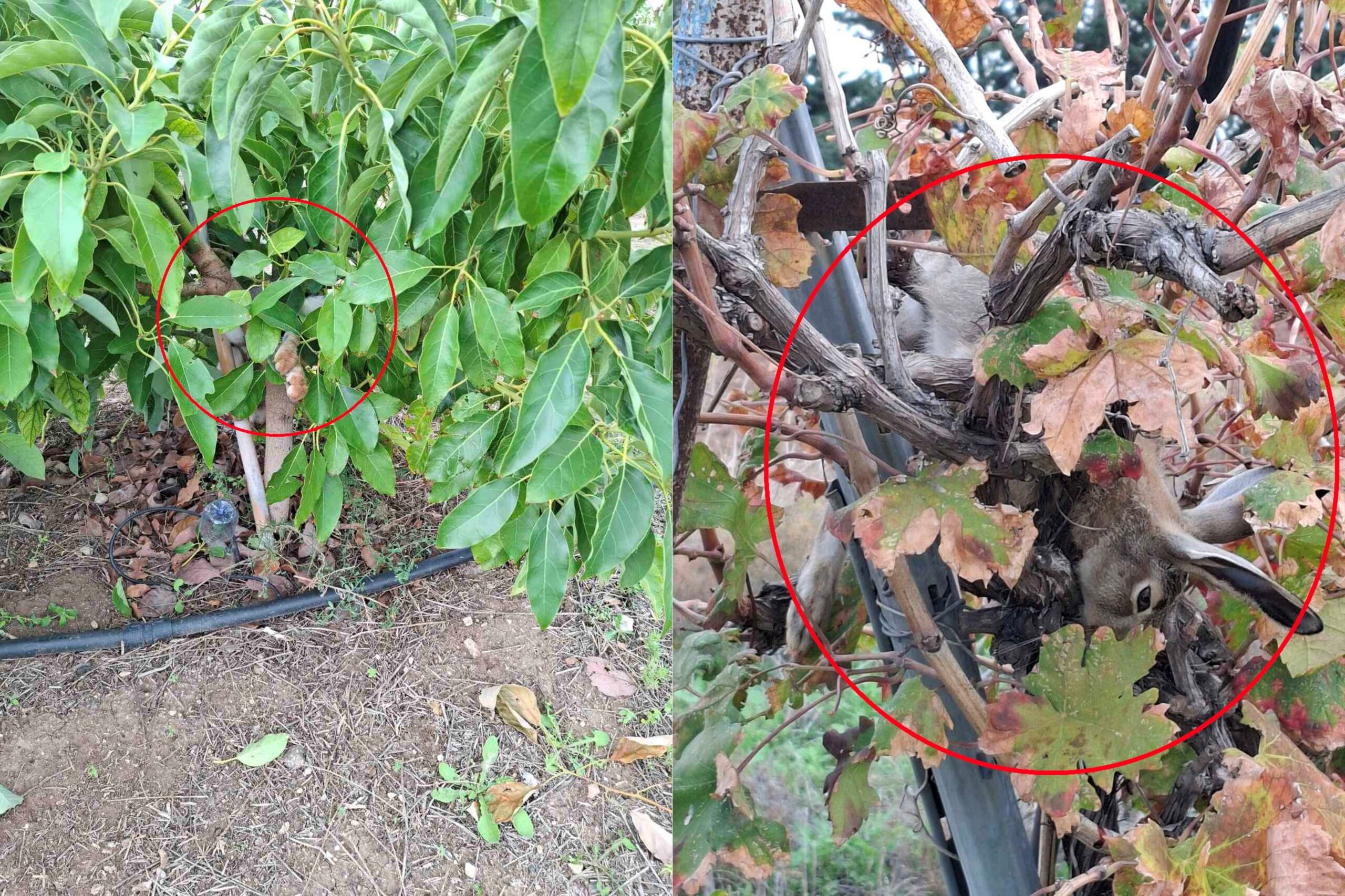 ΦΩΤΟ: Καταδίωξη λαθροθήρων λαγών, δύο εξ αυτών εργάζονται στο Τμήμα Δασών