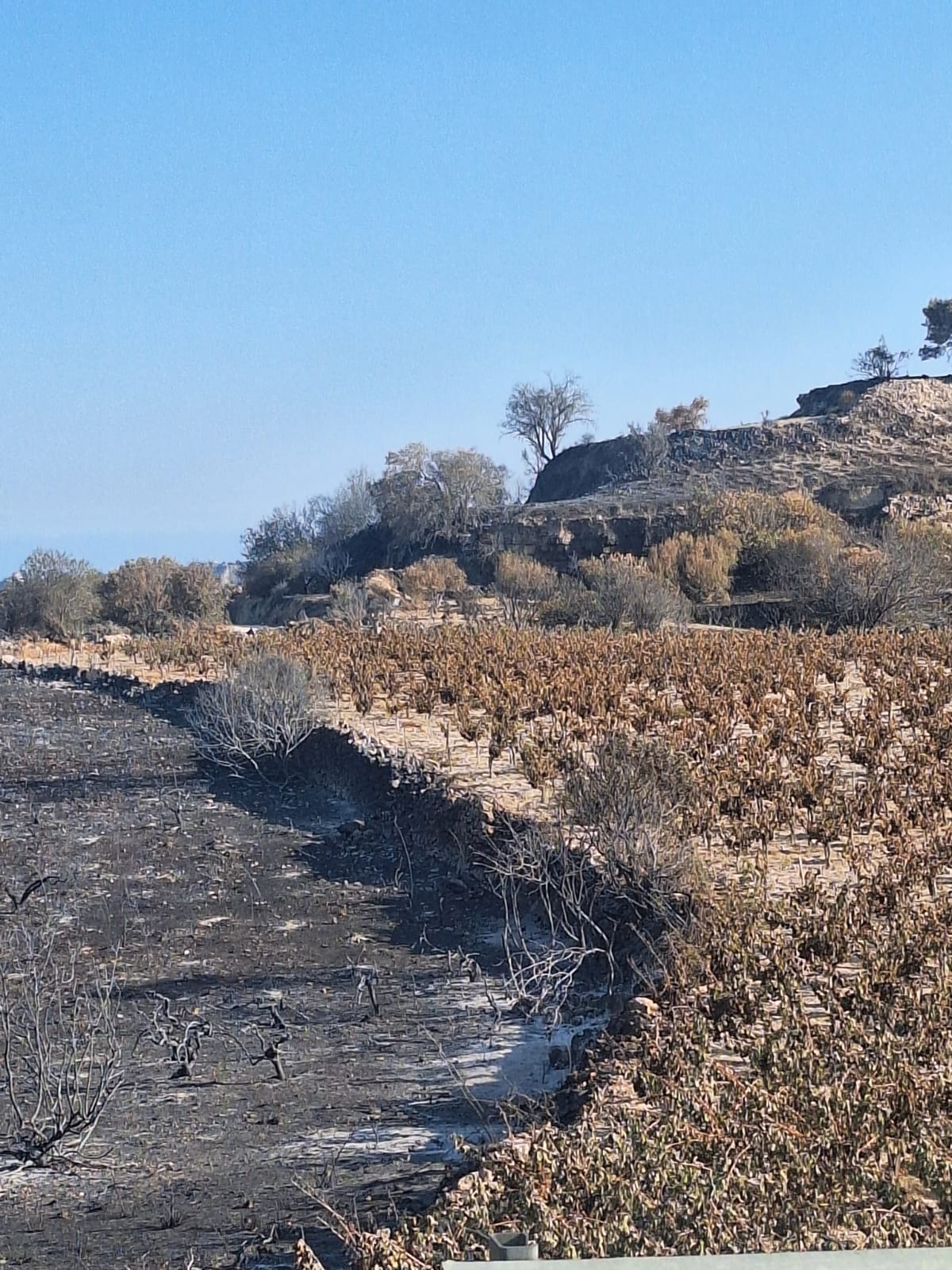 Έργο αποκατάστασης πυρόπληκτής περιοχής ξεκινά η ΑΚΤΗ με τη στήριξη της Chevron