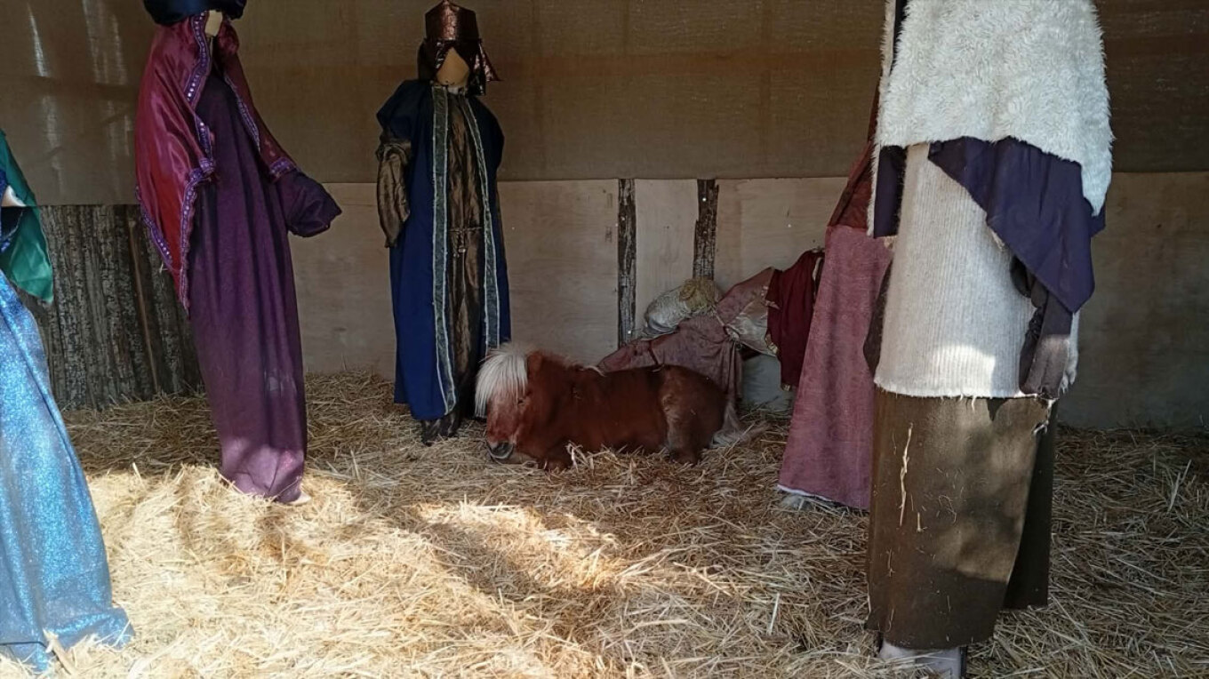 ΦΩΤΟ: Σάλος για ζωντανό πόνι στη φάτνη του Βόλου