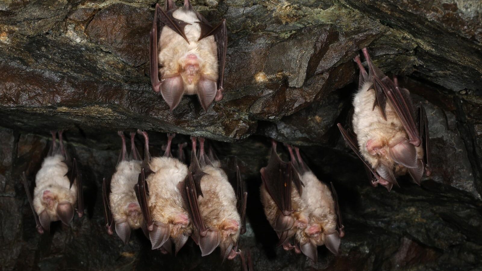 ΦΩΤΟ: Μεγάλη ομάδα σπάνιου είδους νυχτερίδας εντοπίστηκε στο Πάρκο Τροόδους