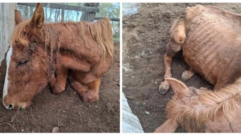 ΦΩΤΟ: Άλογο εντοπίστηκε υποσιτισμένο και σε άθλια κατάσταση, διερευνά η Αστυνομία