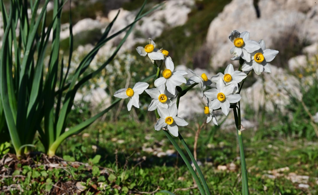 Από πρόστιμο μέχρι φυλάκιση: Παράνομο το να ξεριζώσεις αγριολούλουδα