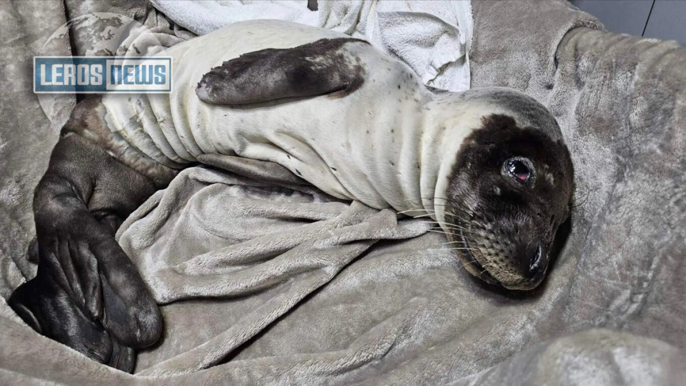 Ετοιμοθάνατη φώκια 30 ημερών διασώθηκε στη Λέρο