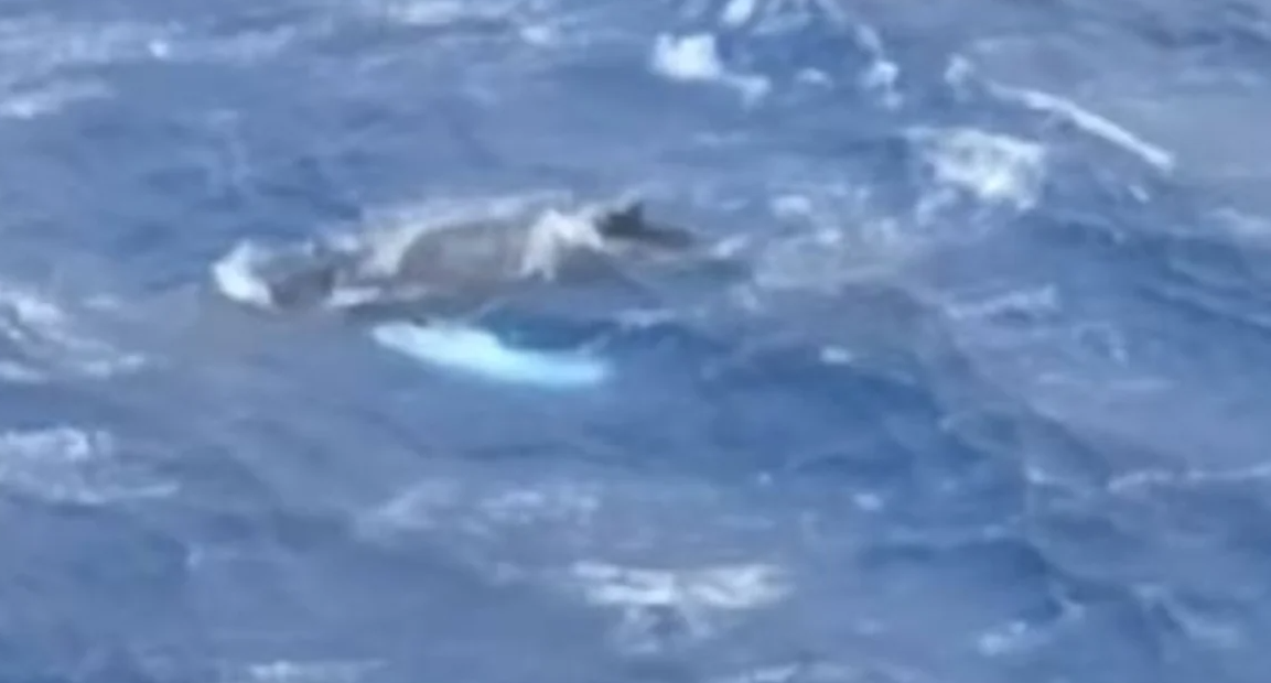 Σπάνιο θέαμα: Φάλαινα εμφανίζεται στη Κάλυμνο (ΒΙΝΤΕΟ)