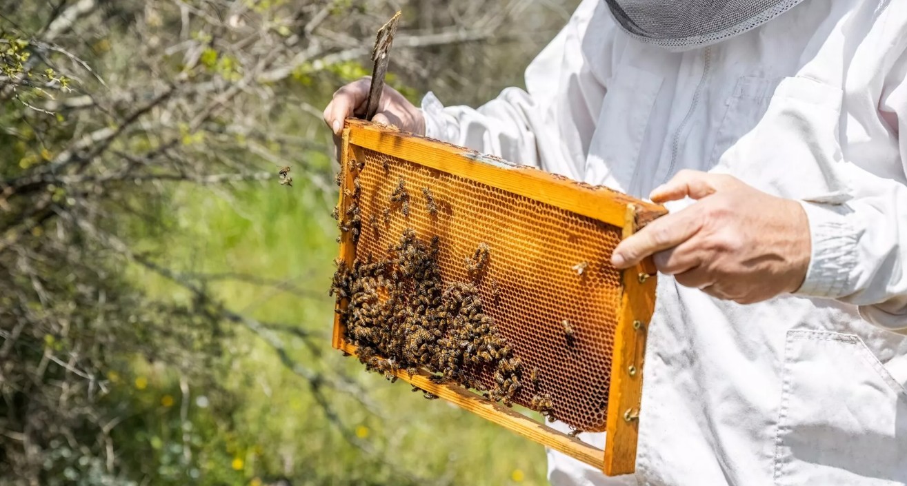 Έως και 30% η μείωση στην παραγωγή μελιού στην Κύπρο λόγω των καιρικών συνθηκών