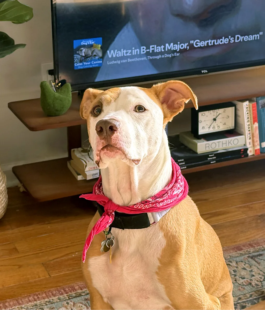 Είναι η μουσική αγχολυτική για τους τετράποδους φίλους μας;