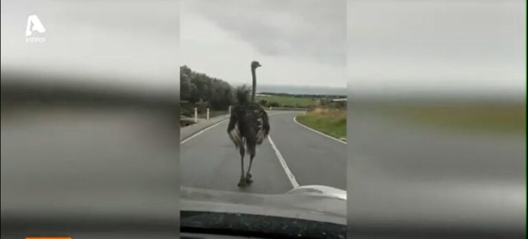 ΒΙΝΤΕΟ: Επί ποδός Αρχές και ιδιοκτήτης φάρμας για να εντοπιστεί ο «φυγάς» στρουθοκάμηλο