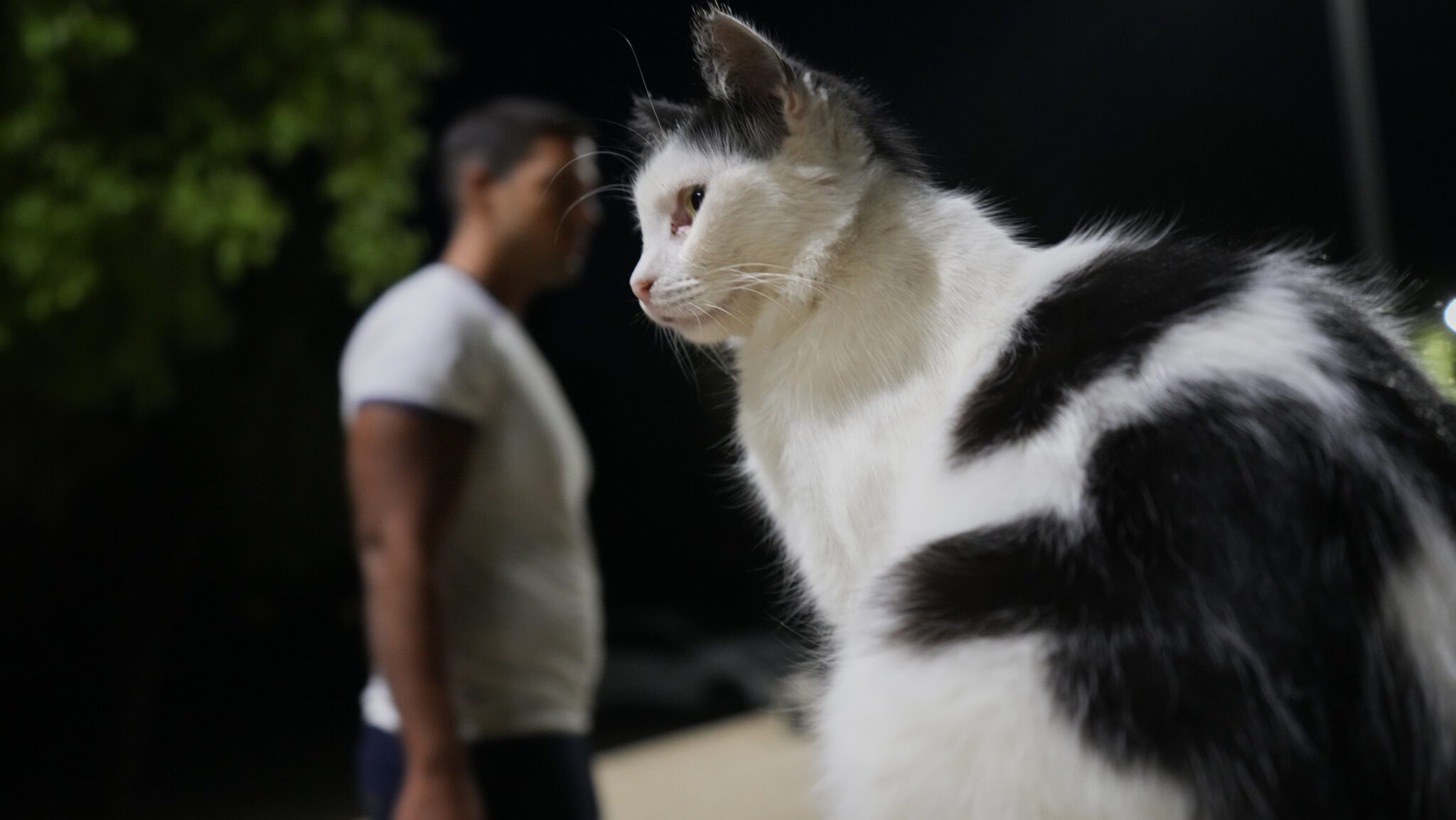 «Δεν είχε δικαιοδοσία»: Αντιπαράθεση για την «αρπαγή γάτων» και τον έλεγχο στο σπίτι της Γερμανίδας