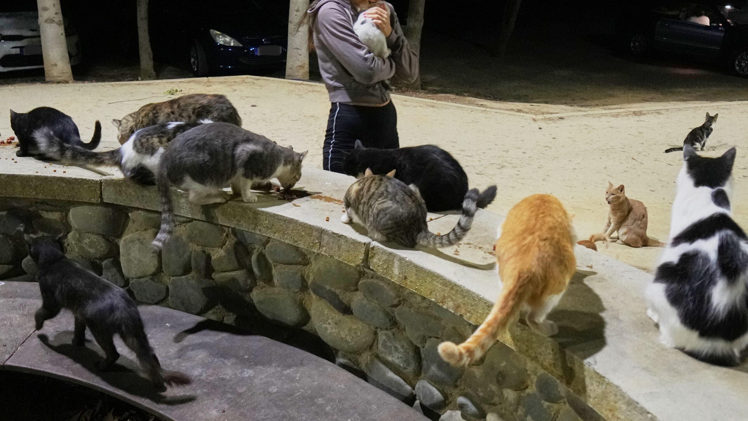 Ανατροπή στην «αρπαγή γάτων»: Η έφοδος στο σπίτι της Γερμανίδας και τι διαπιστώθηκε