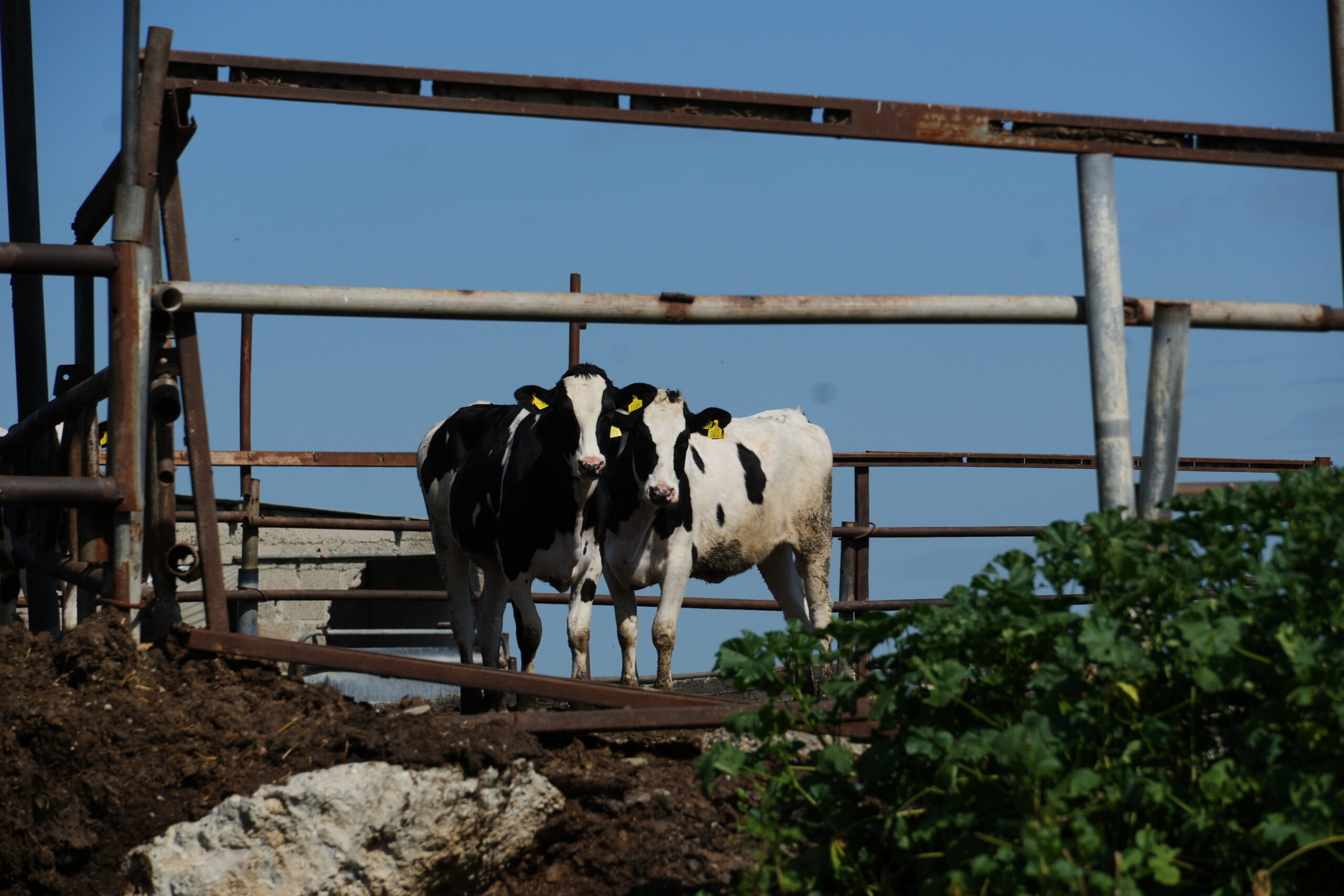Έ&phi;&omicron;&delta;&omicron;&sigmaf; &Alpha;&sigma;&tau;&upsilon;&nu;&omicron;&mu;ί&alpha;&sigmaf; &kappa;&alpha;&iota; &Kappa;&tau;&eta;&nu;&iota;&alpha;&tau;&rho;&iota;&kappa;ώ&nu; &sigma;&epsilon; &mu;&omicron;&nu;ά&delta;&alpha; &sigma;&tau;&omicron; &Gamma;έ&rho;&iota;, &epsilon;&nu;&tau;&omicron;&pi;ί&sigma;&tau;&eta;&kappa;&alpha;&nu; &beta;&omicron;&omicron;&epsilon;&iota;&delta;ή &chi;&omega;&rho;ί&sigmaf; &sigma;ή&mu;&alpha;&nu;&sigma;&eta;
