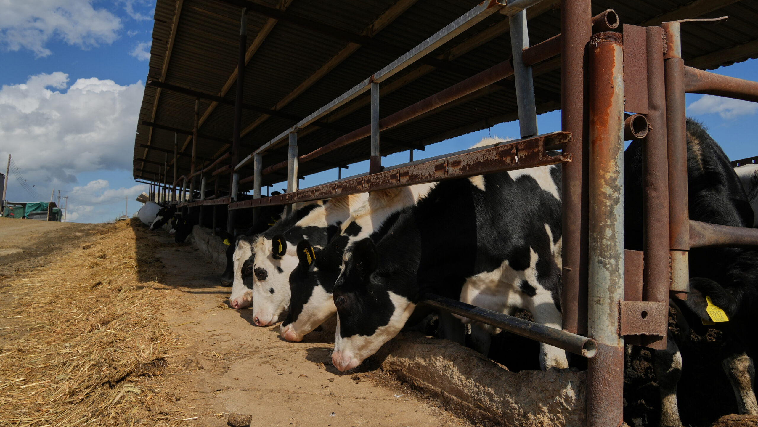 &Alpha;ύ&xi;&eta;&sigma;&eta; έ&omega;&sigmaf; &euro;2 &sigma;&tau;&omicron; &alpha;&rho;&nu;ά&kappa;&iota; &gamma;&iota;&alpha; &tau;&omicron; &Pi;ά&sigma;&chi;&alpha;: &Tau;&iota; &phi;έ&rho;&nu;&epsilon;&iota; &omicron; &alpha;&phi;&theta;ώ&delta;&eta;&sigmaf; &pi;&upsilon;&rho;&epsilon;&tau;ό&sigmaf; &sigma;&tau;&eta;&nu; &kappa;&upsilon;&pi;&rho;&iota;&alpha;&kappa;ή &alpha;&gamma;&omicron;&rho;ά