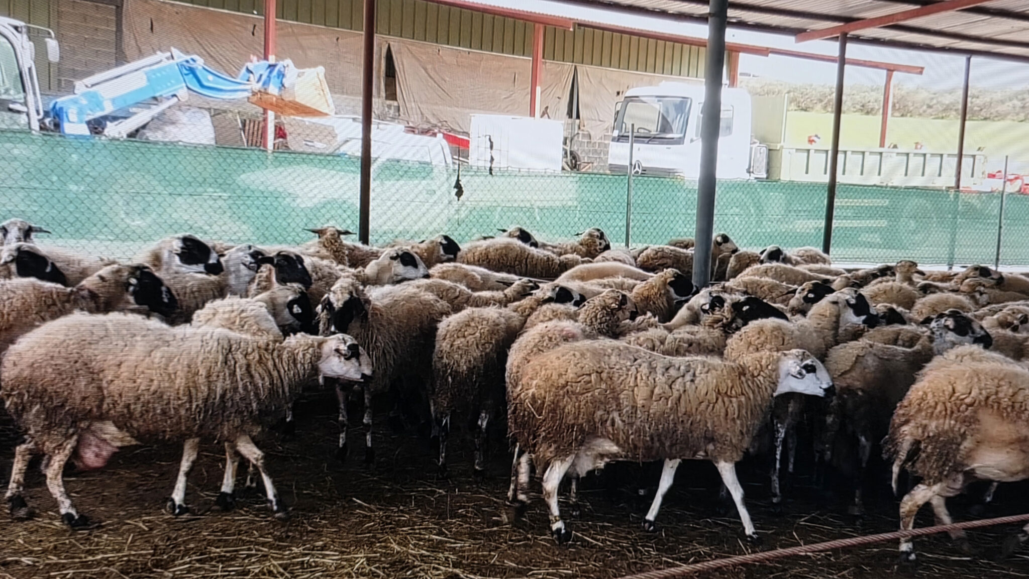 «Είναι τριπλάσια τα έξοδα»: Δραματική έκκληση κτηνοτρόφου για στήριξη μετά την «καραντίνα» ζώων